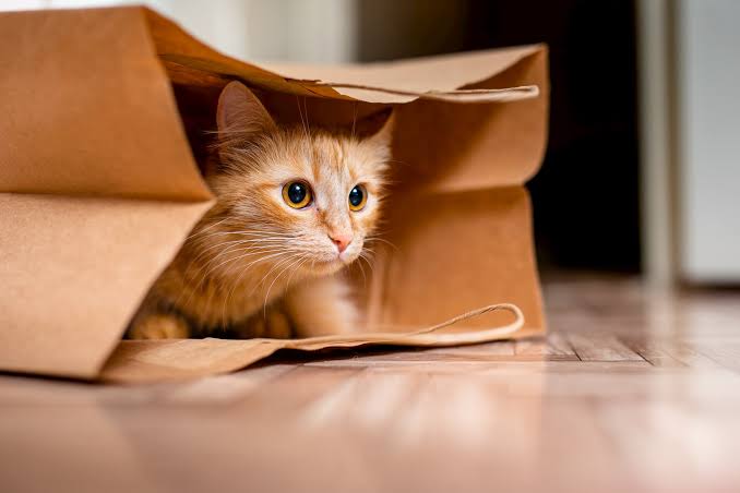 cat cat